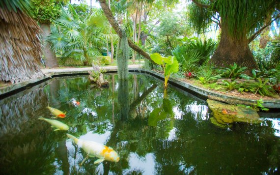 Miami Beach Botanical Koi