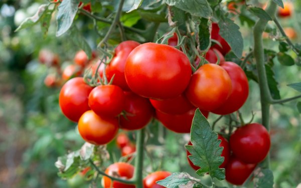 Tomatoes growing on a vine