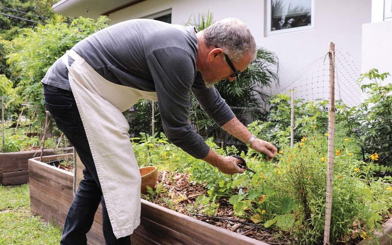 Chef Michael Schwartz clipping fresh herbs in his restaurant garden