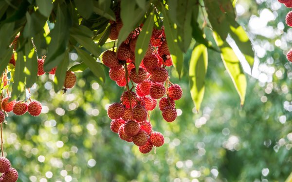 Albero di litchi con frutta