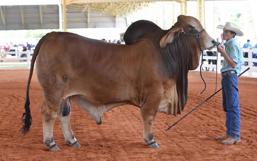 Bull handler with large brown bull at Miami International Agriculture Horse and Cattle Show 