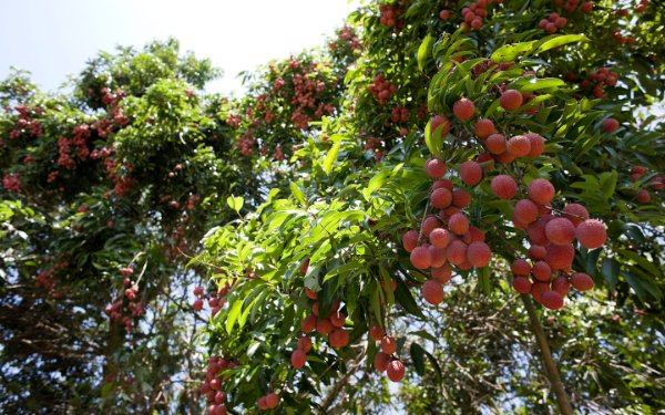 Árboles de lichi