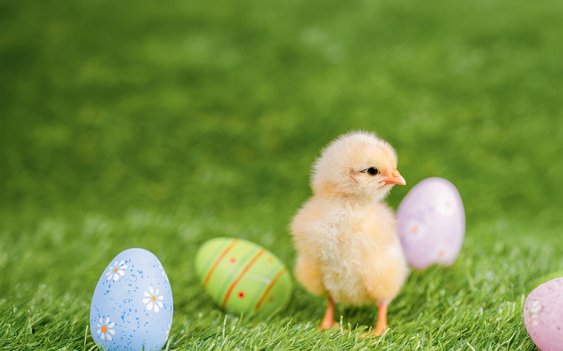 Pollito y huevos de Pascua