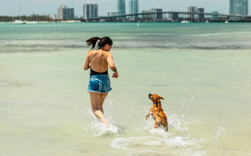 Cane che si diverte con Hobie Beach