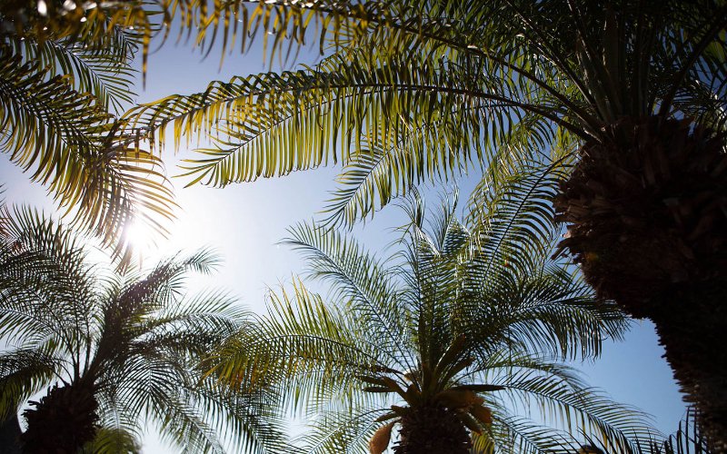 Palme contro il cielo azzurro