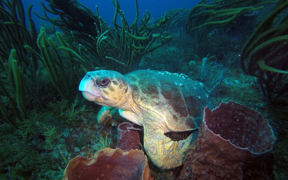 海龟在一些桶状海绵上游泳