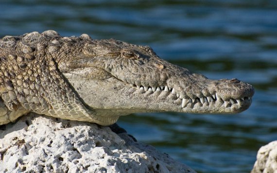 Maravilhas naturais imperdíveis nos Everglades