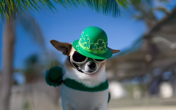 Festive dog with Shamrock hat