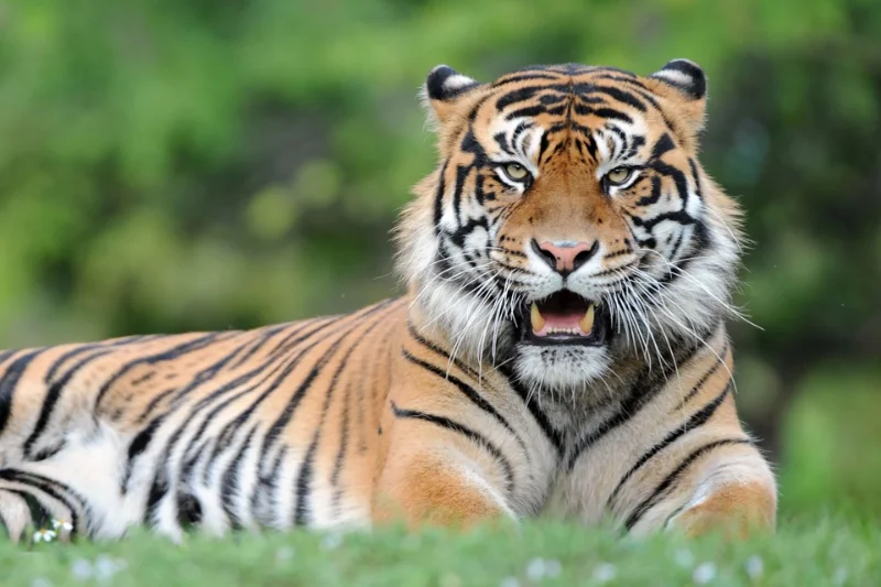 Sumatra-Tiger bei Zoo Miami