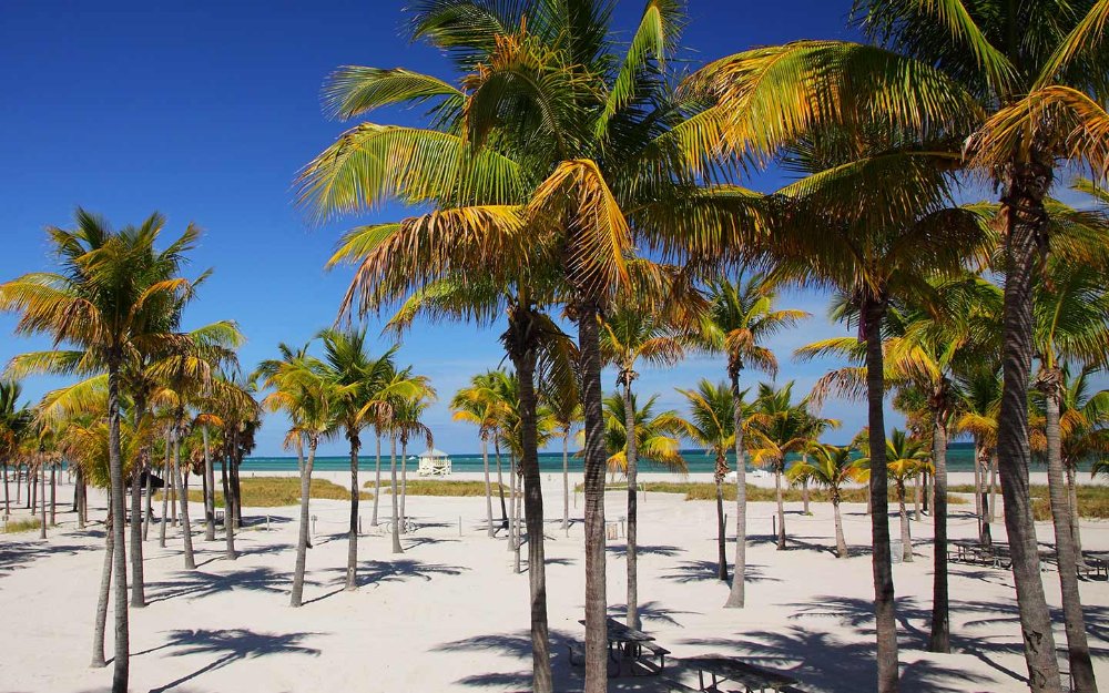 Pye palmis nan Crandon Park Beach