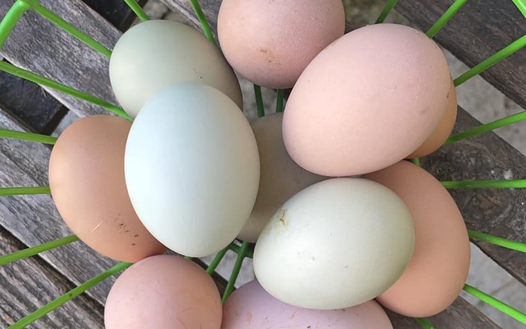 Ostereiersuche 2023 Búsqueda huevos de pascua - Sociedad Hispano