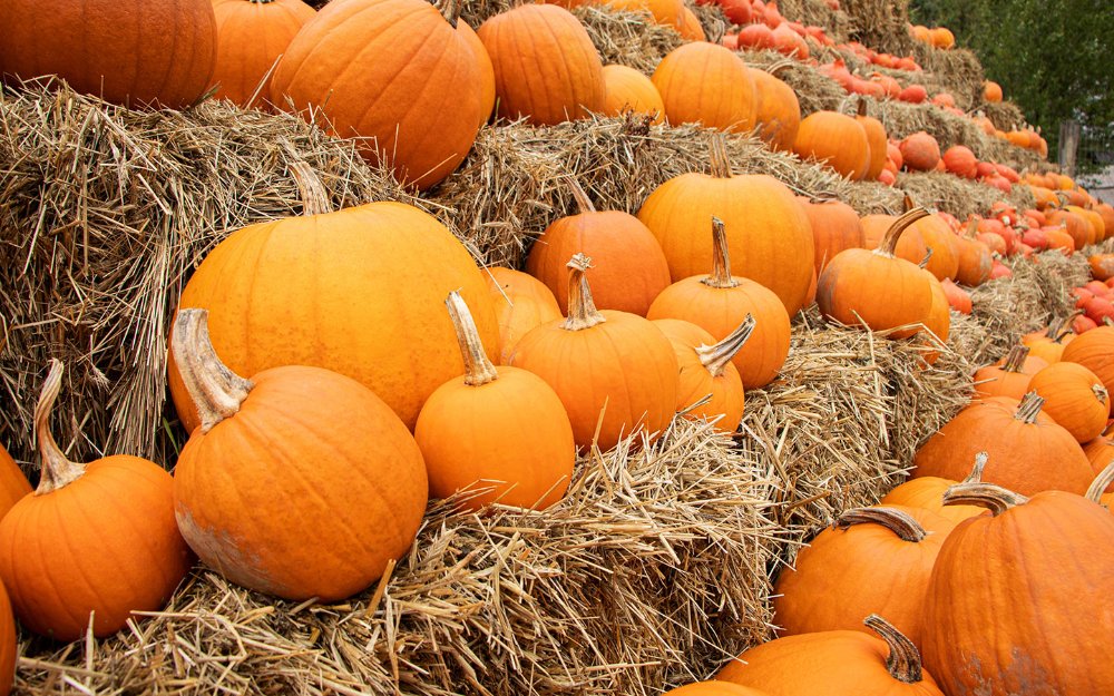 Calabazas de diferentes tamaños colocadas encima de pilas de heno