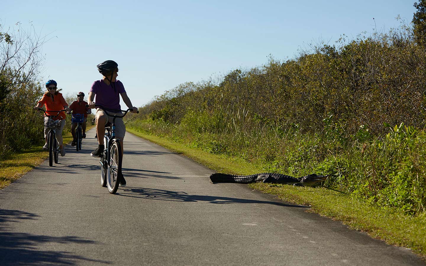 Bike riding through the Everglades is an exciting way to encounter an alligator